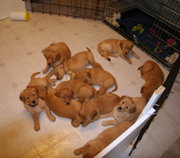 puppies