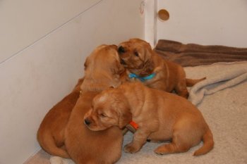 Puppy pile