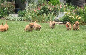 Pups running, 5 weeks