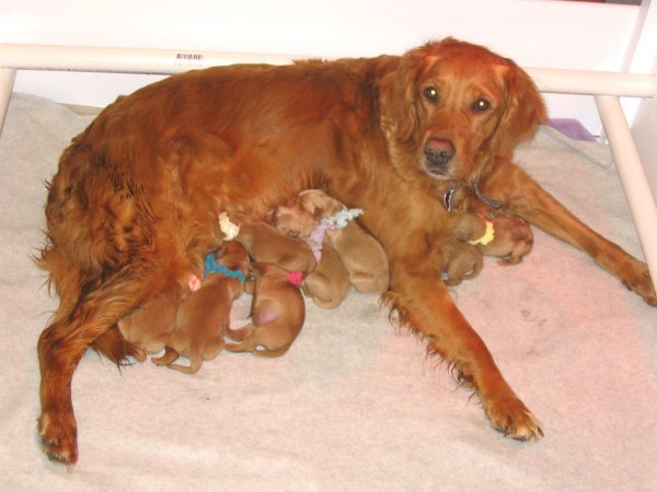 Pups nursing, 1 hour old
