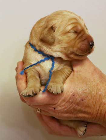 puppy at 1 week