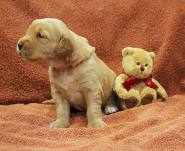 puppy at 3 weeks