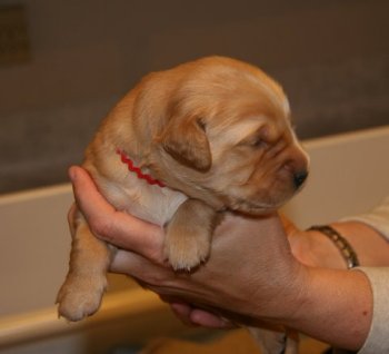 puppy at 10 days