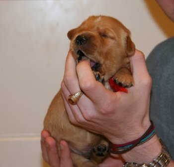 12-day old puppy