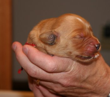 puppy