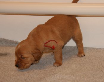 puppy
