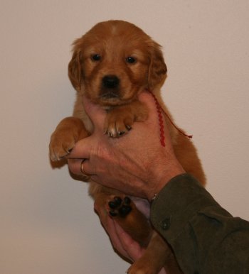 puppy