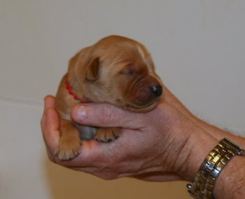 week old puppy