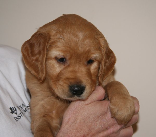 puppy at 6 weeks