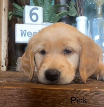 puppy at 6 weeks