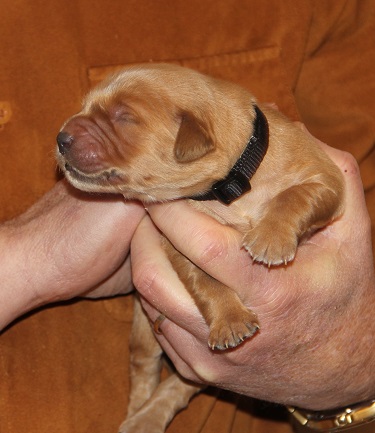 puppy