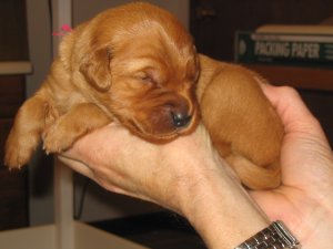 Puppy at 2 weeks