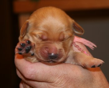 puppy