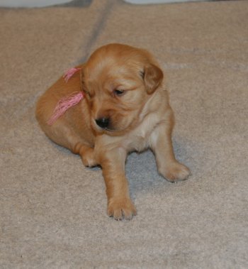 puppy