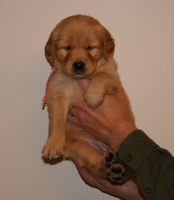 puppy