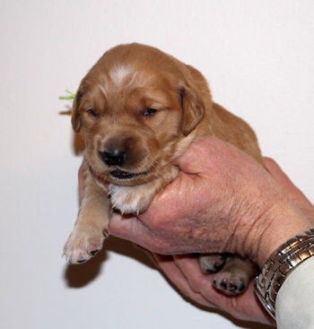 puppy at 2 weeks