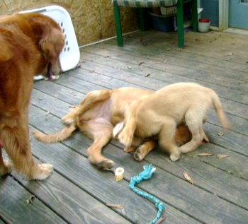 puppy