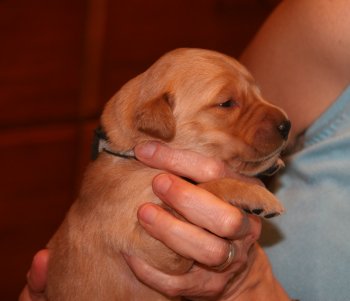puppy, 2 weeks