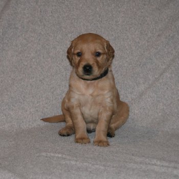 puppy