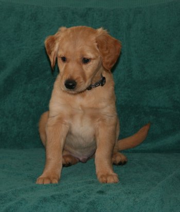 puppy, 7 weeks