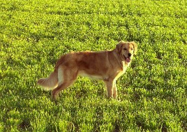 Sedona in the grass