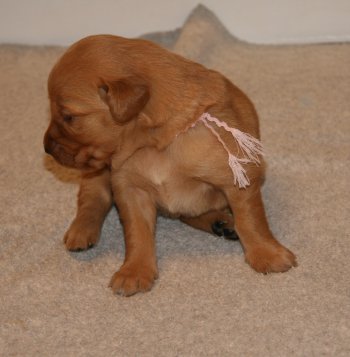 puppy