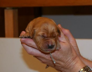puppy at 1 week