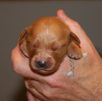 puppy