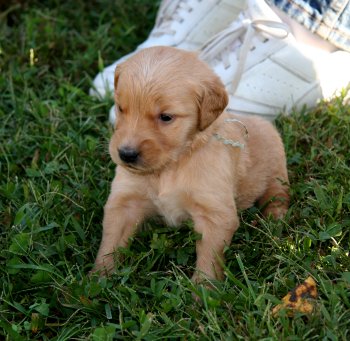 puppy