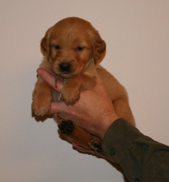 puppy