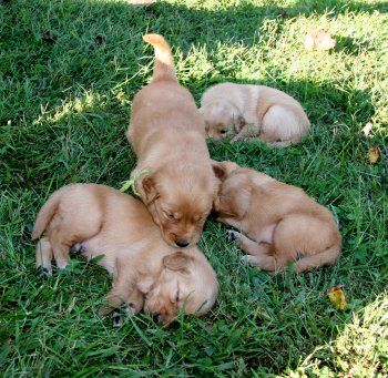 puppies