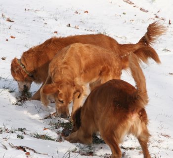 dogs in the snow