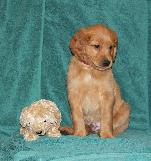 Sunny at 7 weeks old