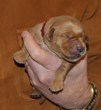 puppy