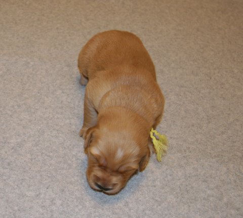 girl puppy