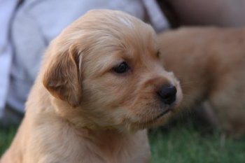 puppy