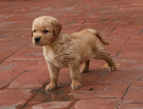 puppy