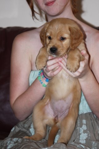 puppy