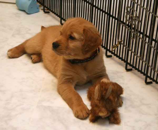 puppy