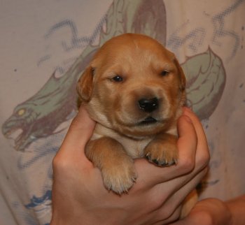 puppy
