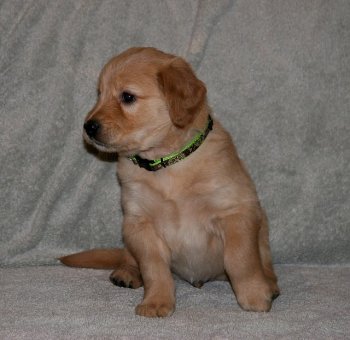 puppy