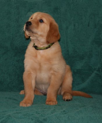 puppy, 7 weeks