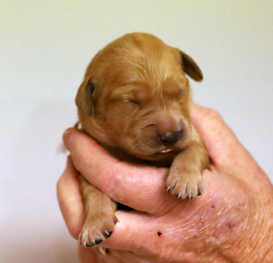 puppy at 1 week