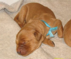 puppy at 3 days