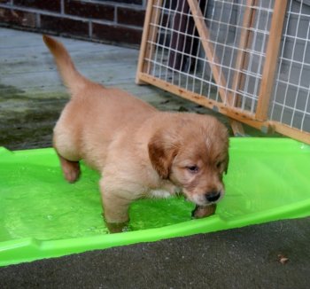 puppies