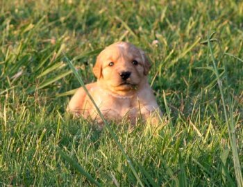 puppy