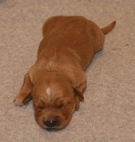 week old puppy