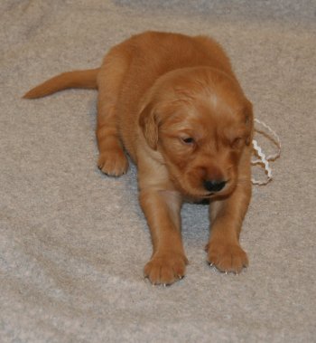puppy