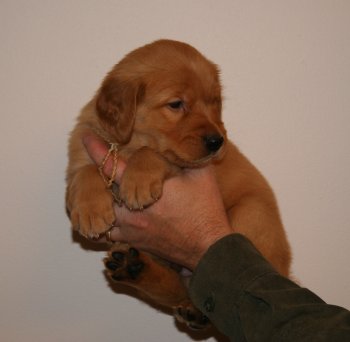 puppy