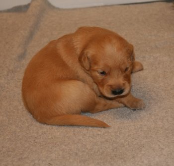 puppy